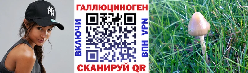 Галлюциногенные грибы Psilocybine cubensis  Урень 